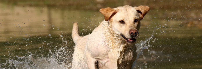 Dog running through the water to retrieve a pheasant in St. Louis, Missouri.