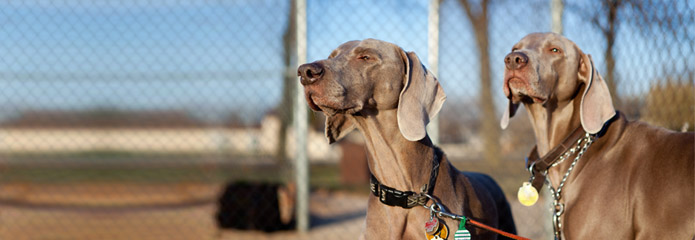 Image of two dogs at our Illinois kennel.