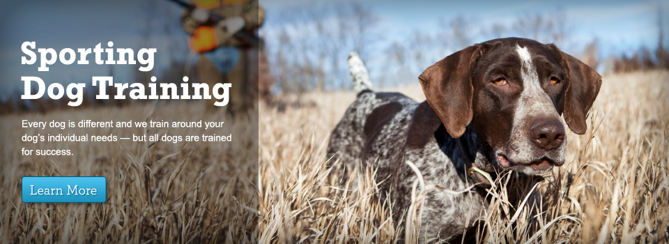 Upland Bird Training