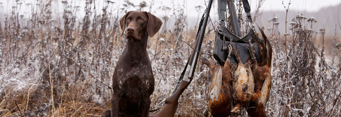 A beautiful brown hunting dog sitting in a field. Alongside it a gun leaning on some brush and the pheasants from the day's hunt.