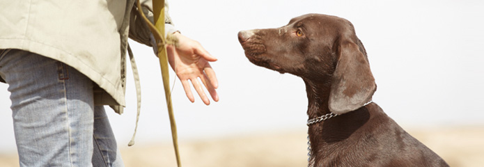 A dog receiving obedience training in southern Illinois.