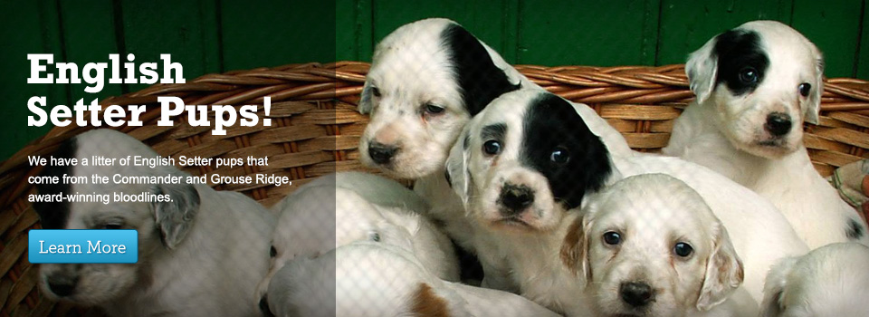 English Setter Pups for Sale